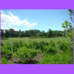 Front Yard of Church.jpg